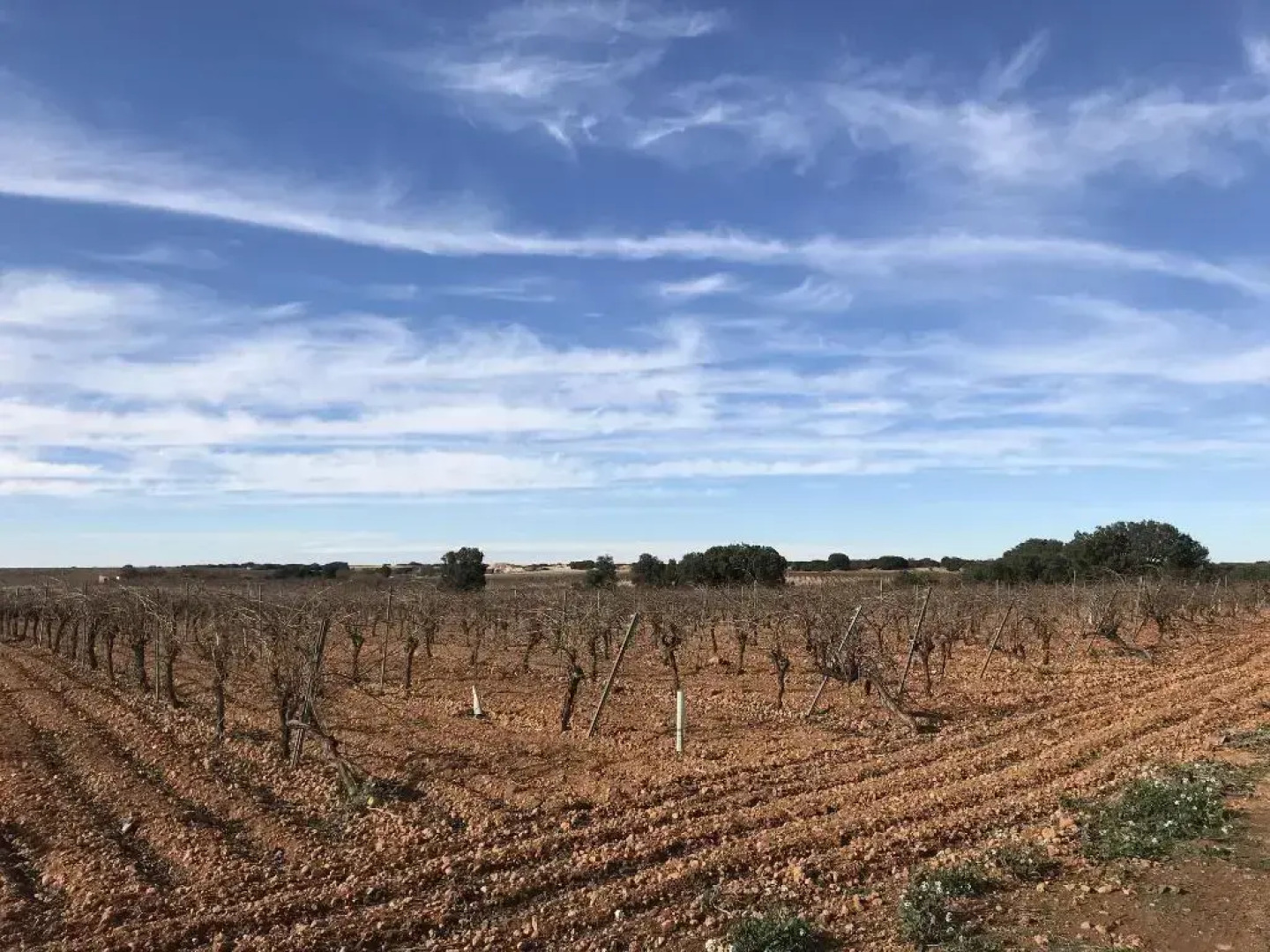 Hostal Rural Los Girasoles de iniesta