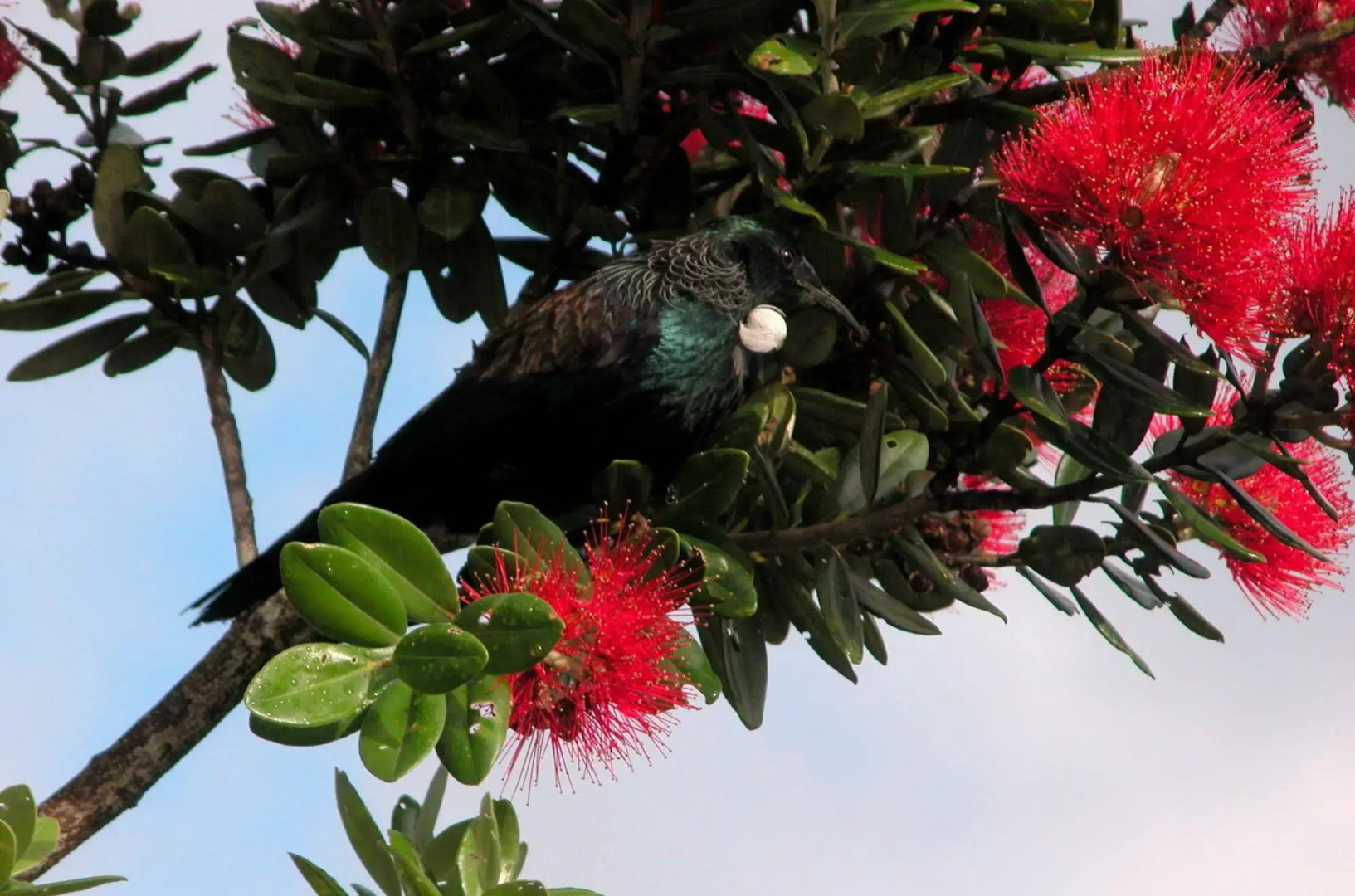 Westwind Homestay B & B