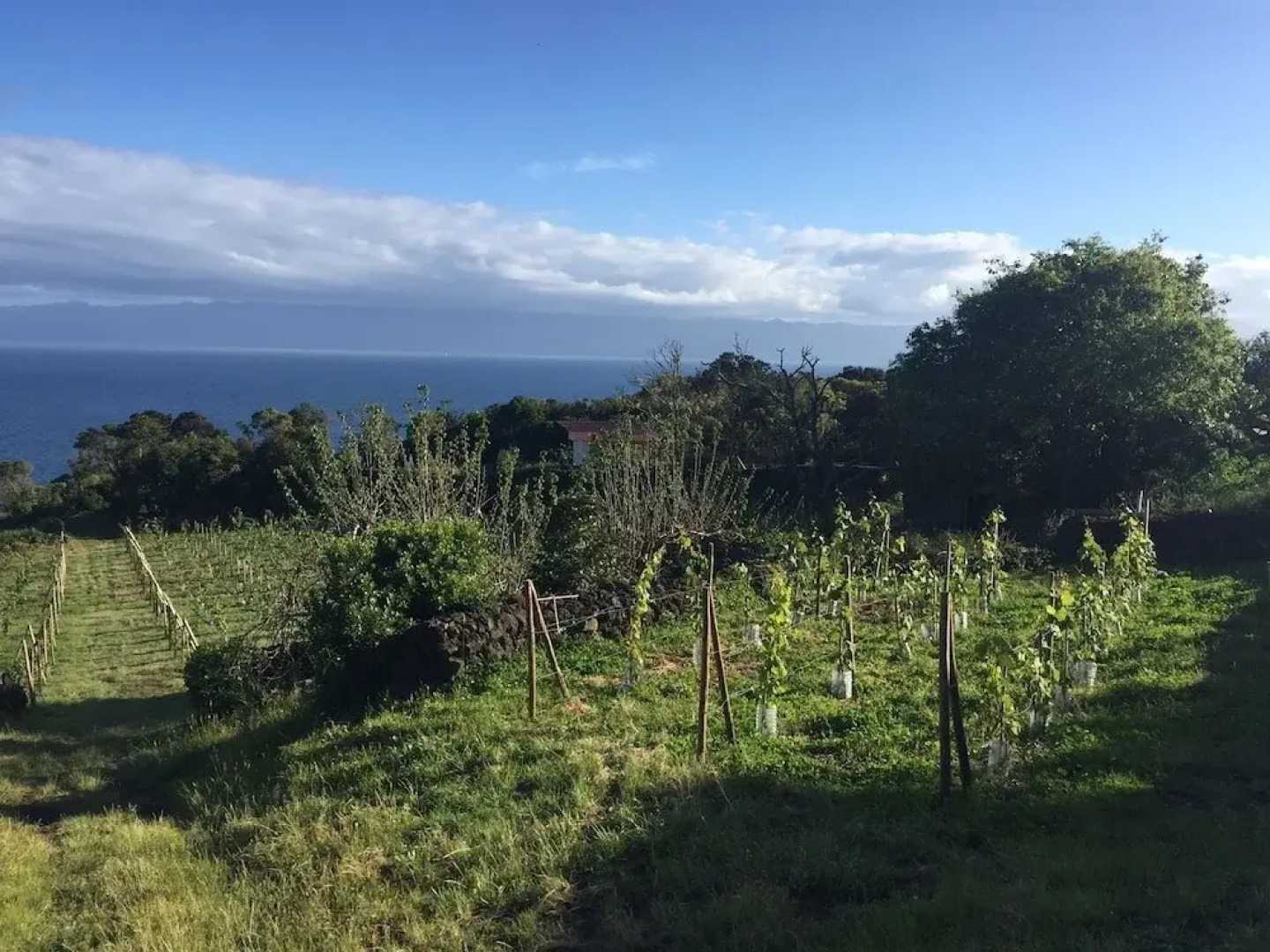 Saint Jorge Farm and Bungalows