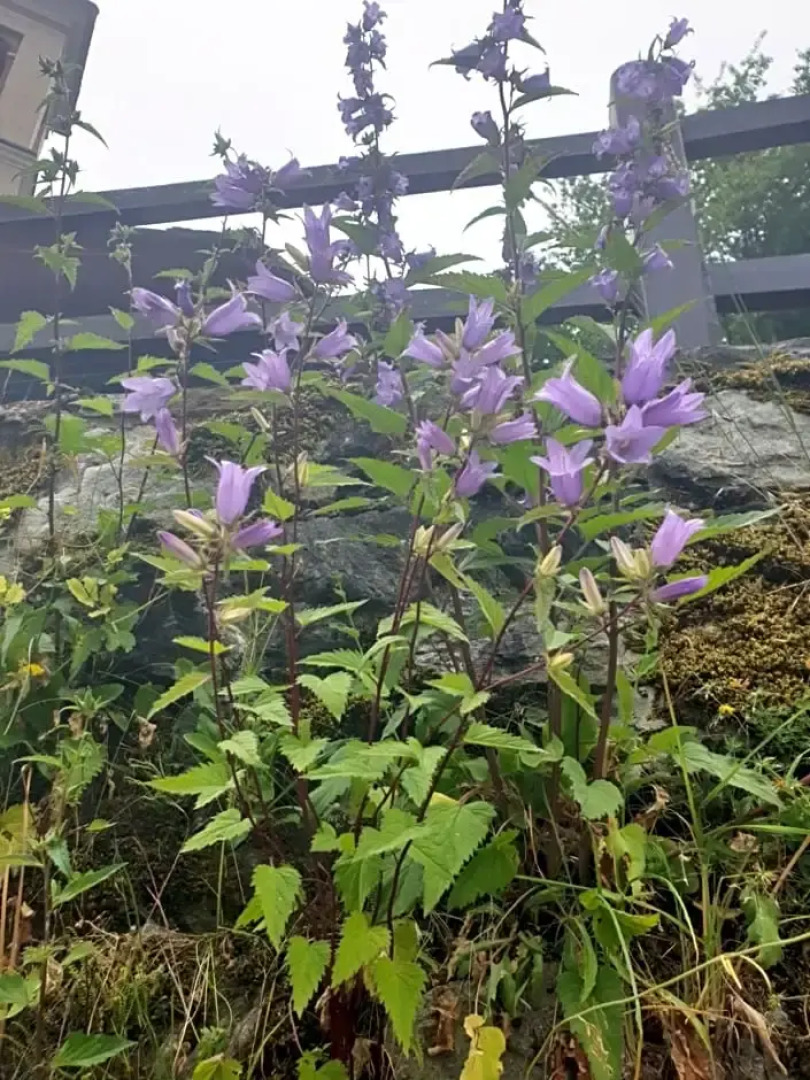 Antica casa occitana