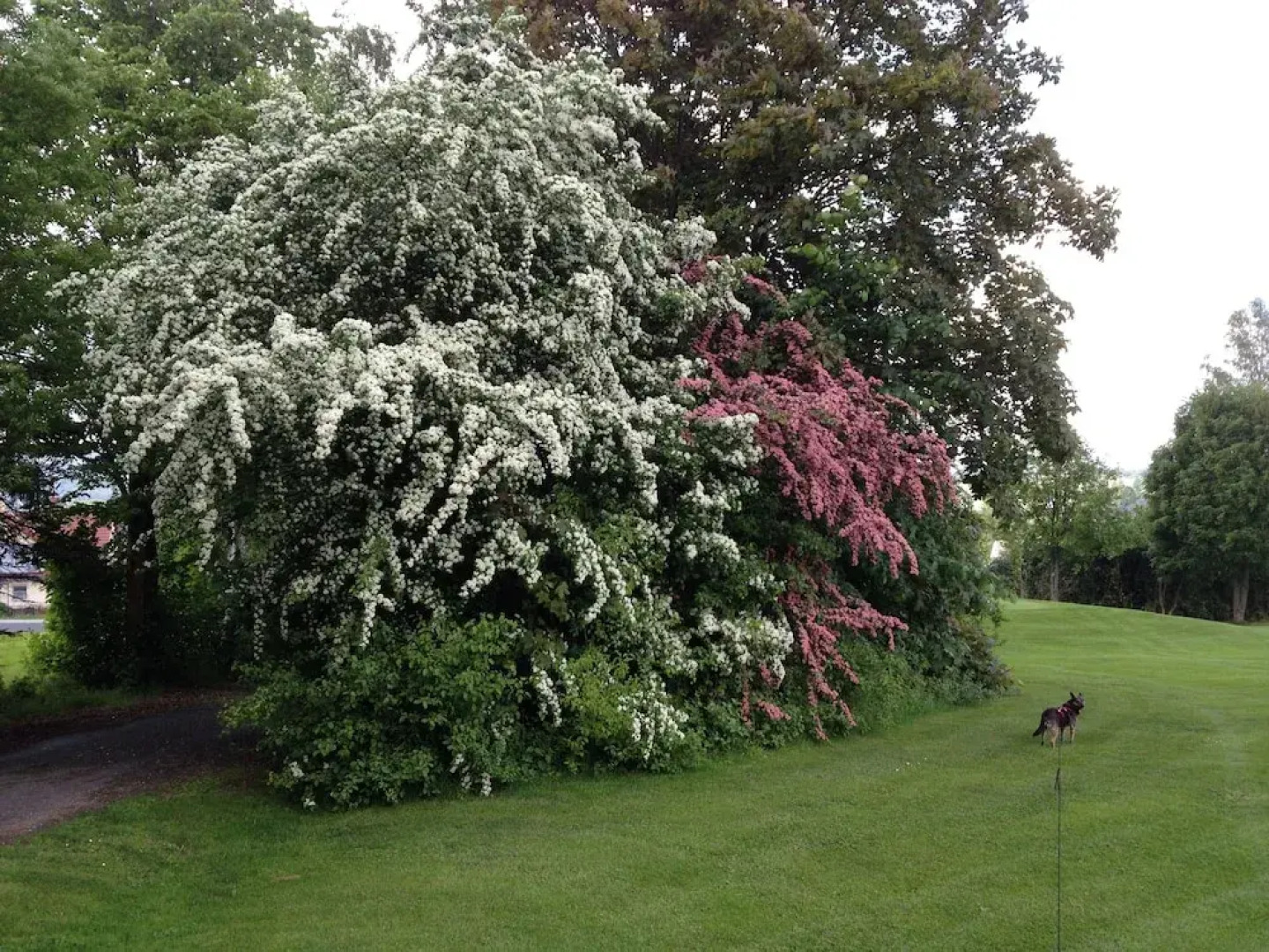 Schmankerl Hotel Bauer