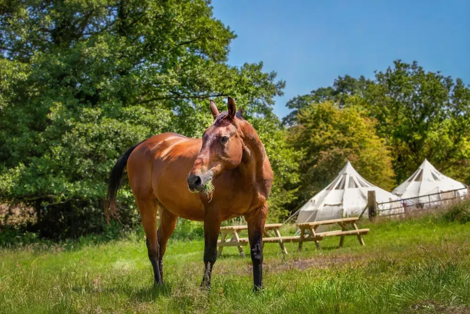 Star Gazing Bell Tent Farm Stay