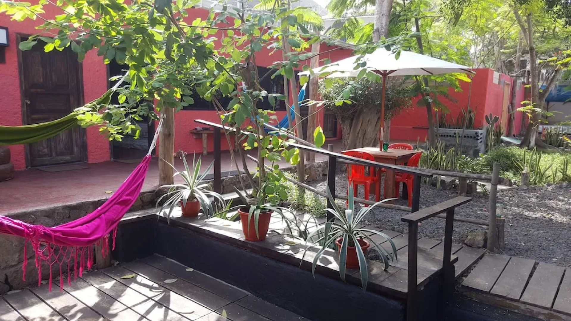 Galapagos Morning Glory