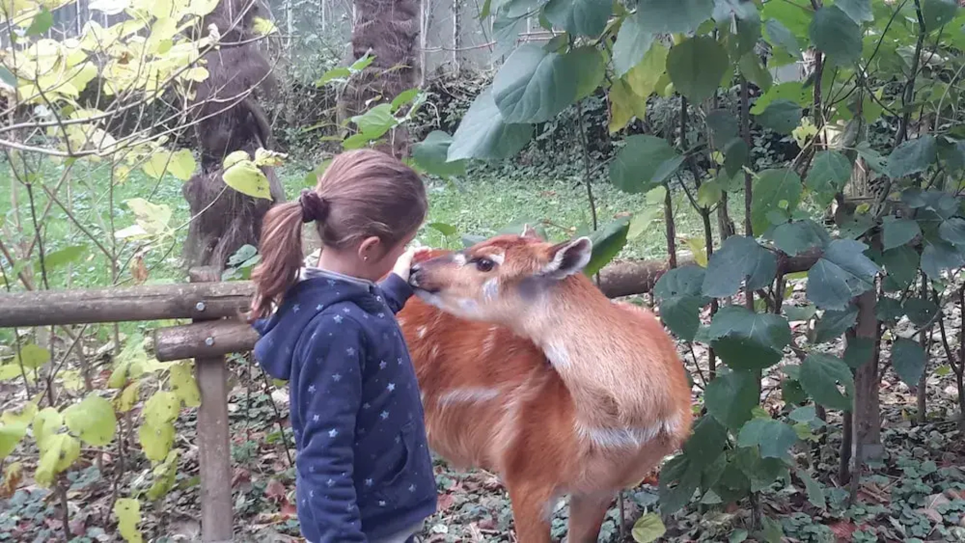 Les Hauts de Hurlevents - Le Buffalo