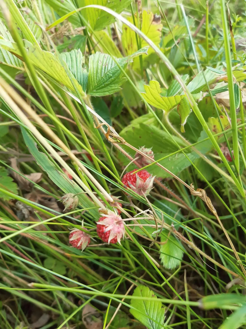 Дом в деревне Чернокуново