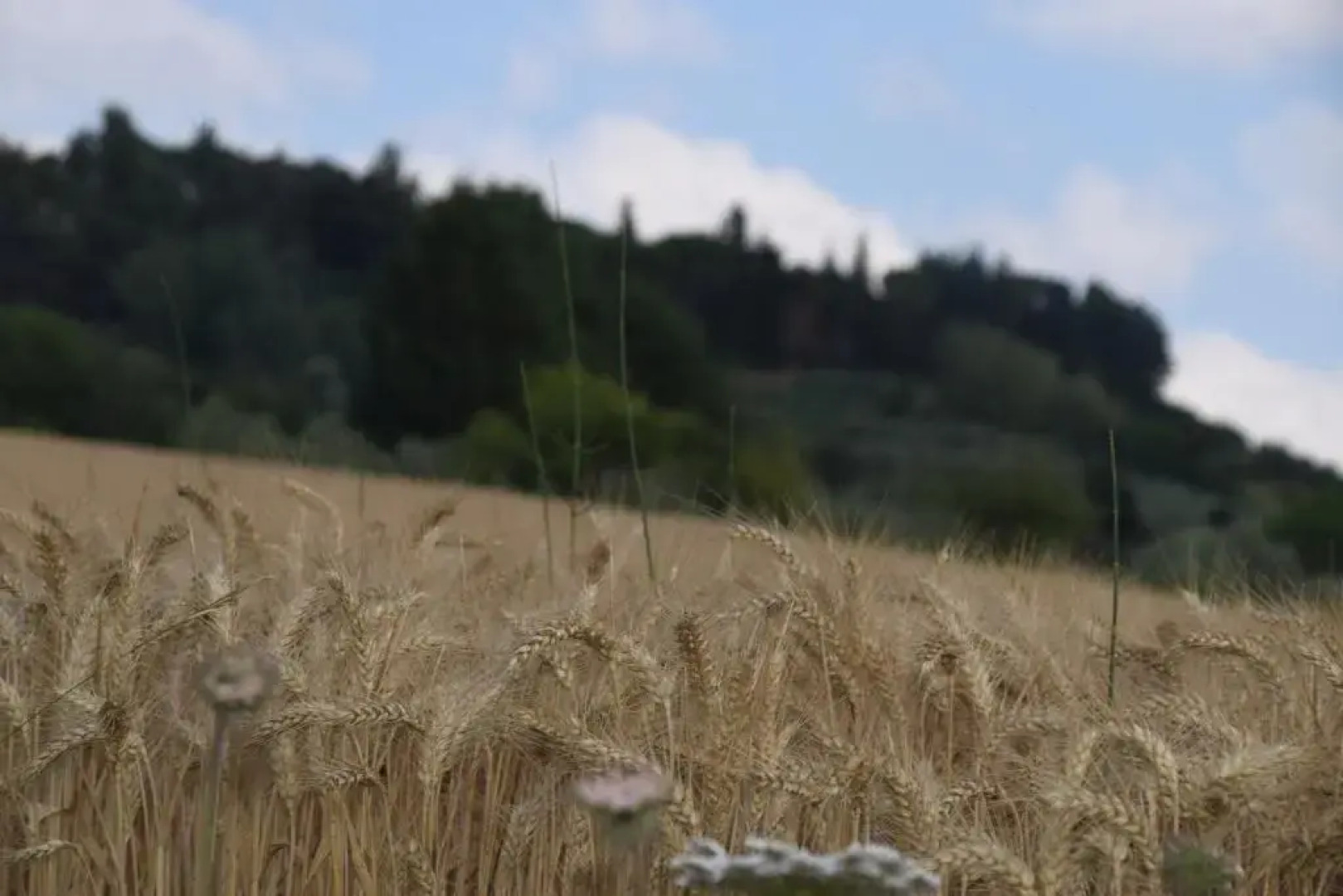 Apartment Casa Antica