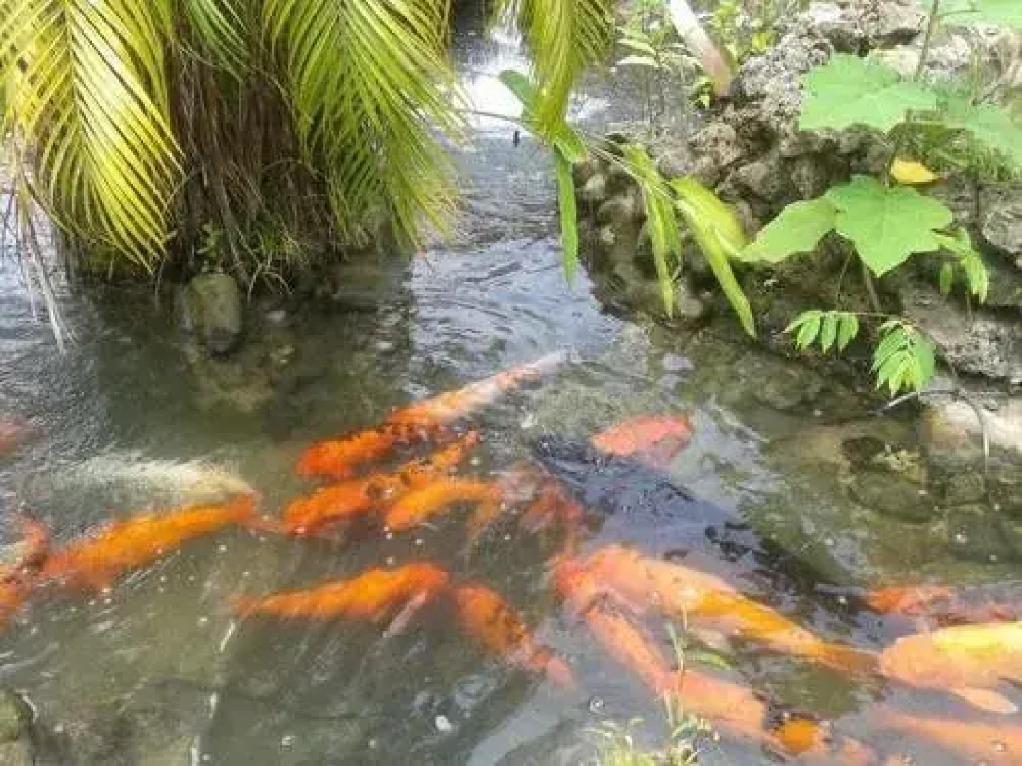 Enchanted Waters Tobago