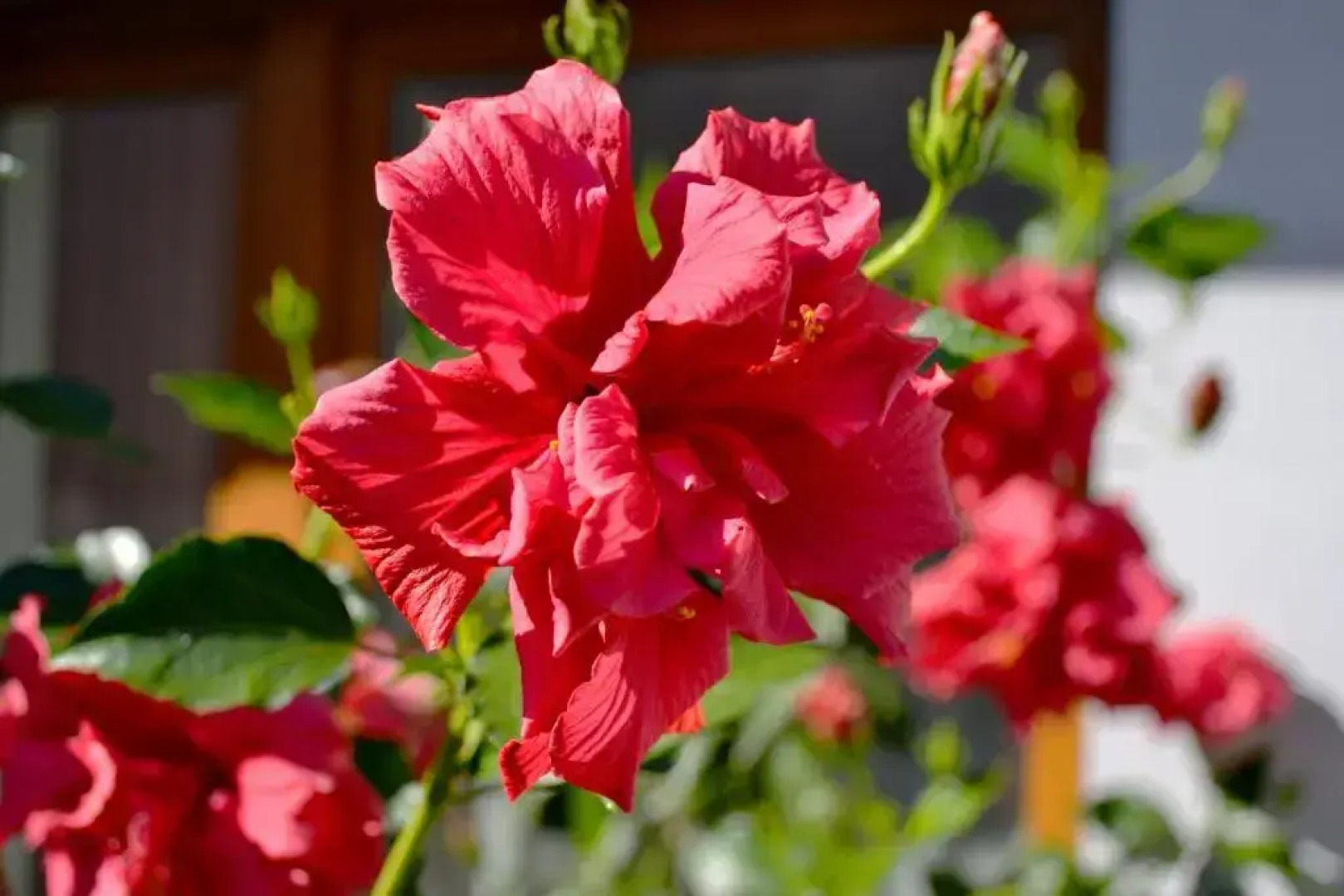 Pokoje do Wynajęcia u Lusi