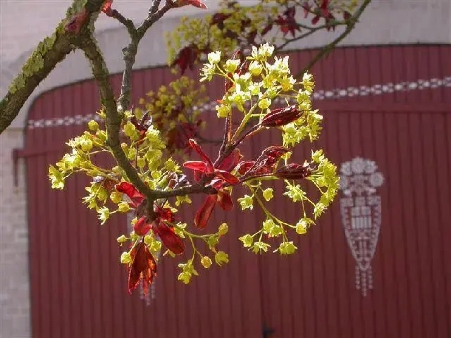 Landhotel-Gasthof Grüner Baum
