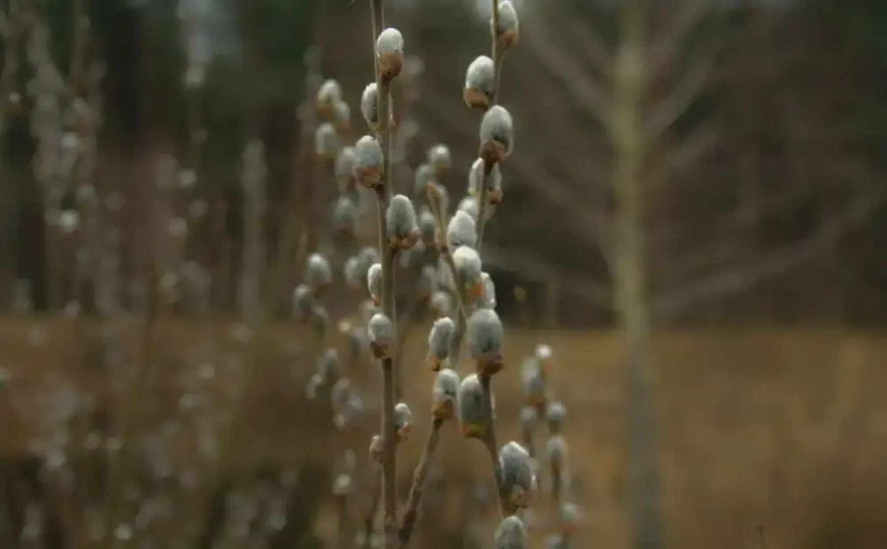 Агроусадьба «Пущанский Уголок»