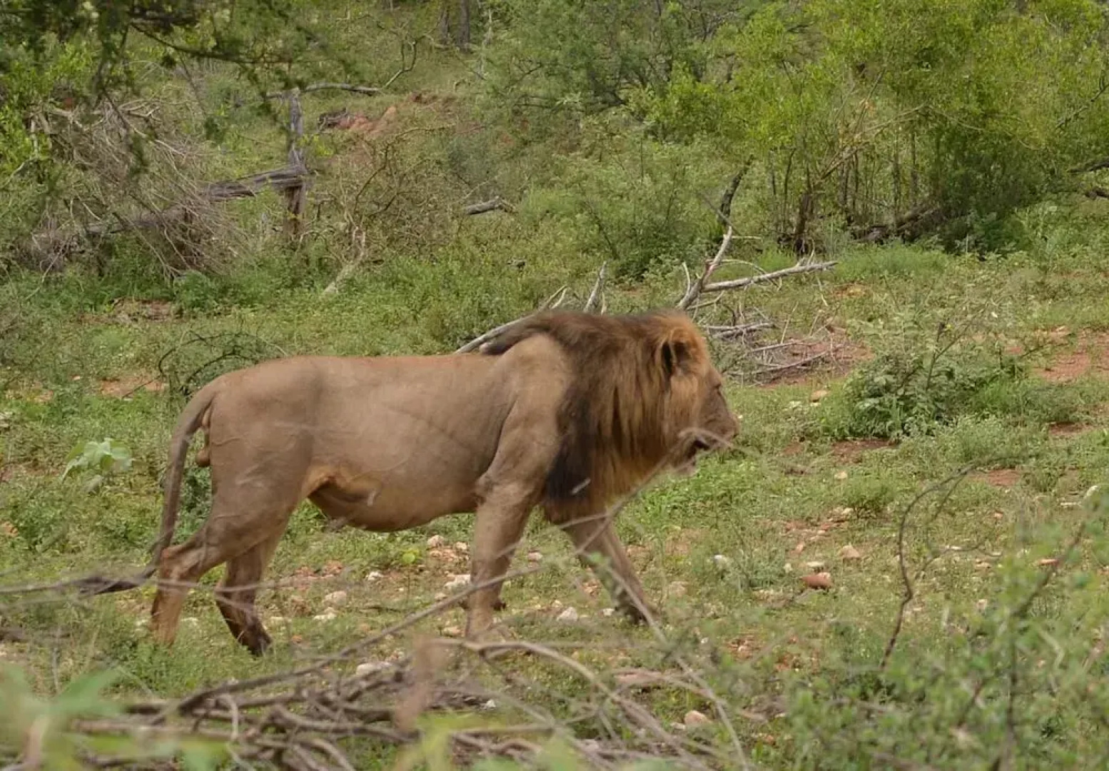Wild Olive Tree Camp
