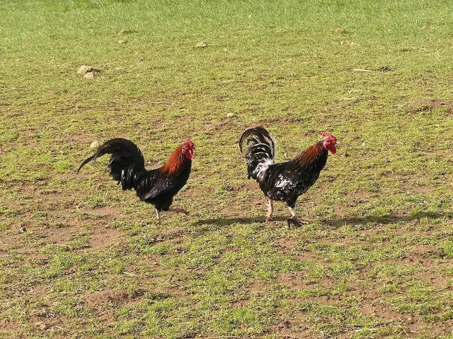 Cabane dans les Arbres - Tree House
