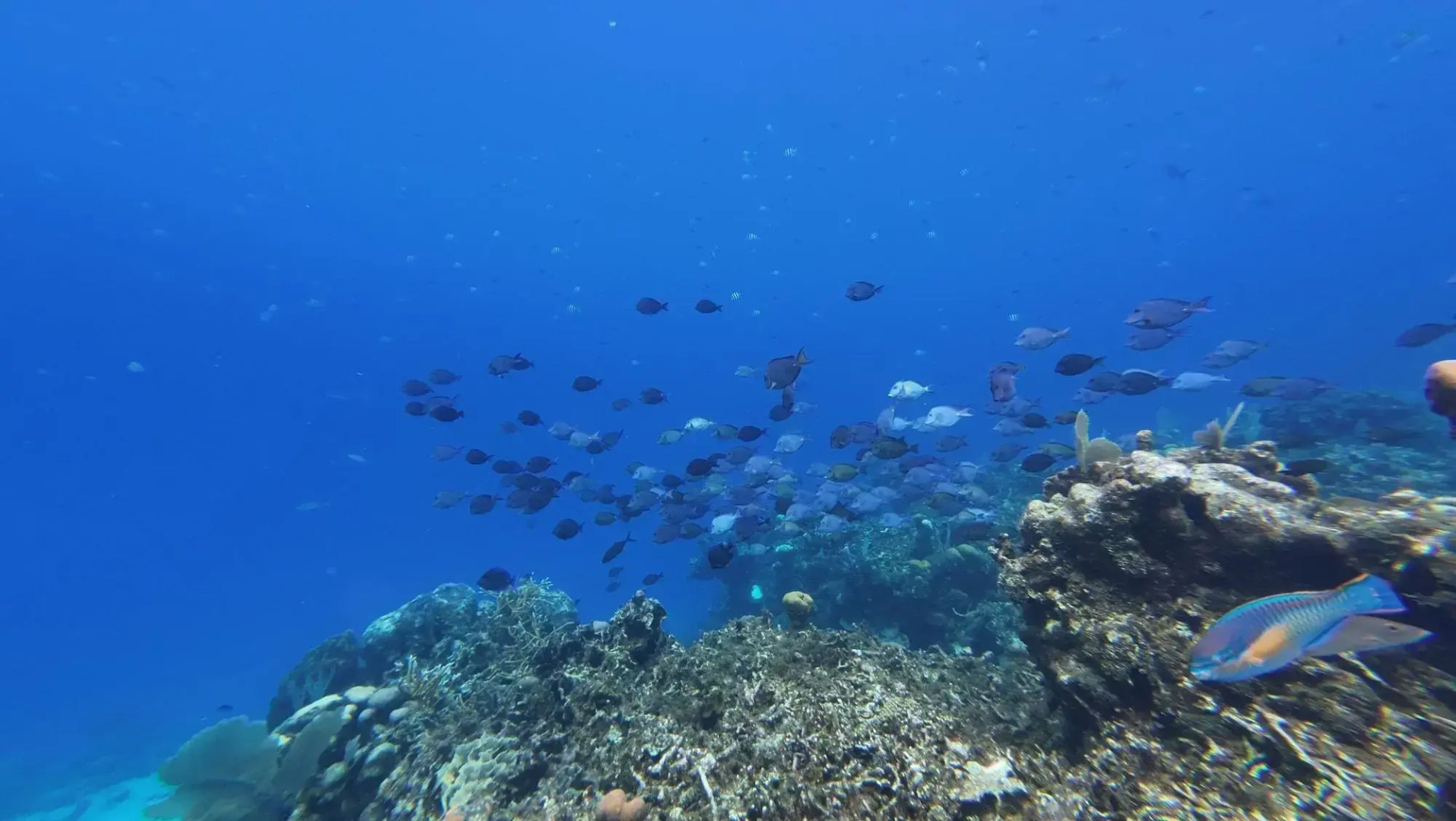 Hotel and Dive Center Roatan Yacht Club