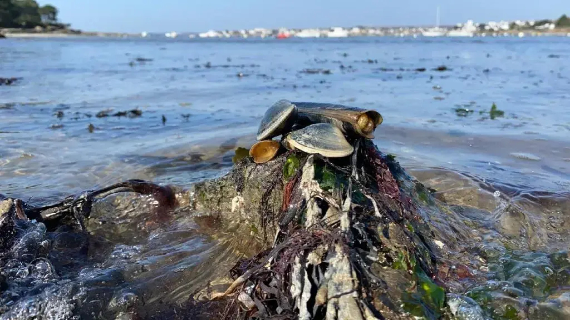 Appartement 3 chambres centre ville et 100m de la mer