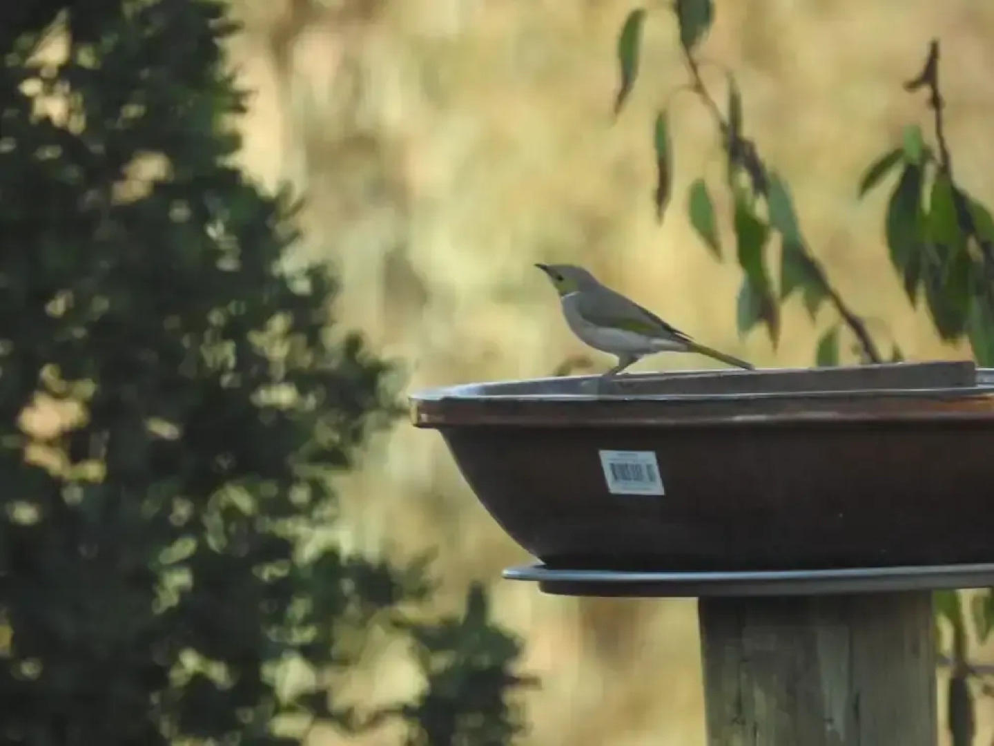 Barkly Suites Apartments