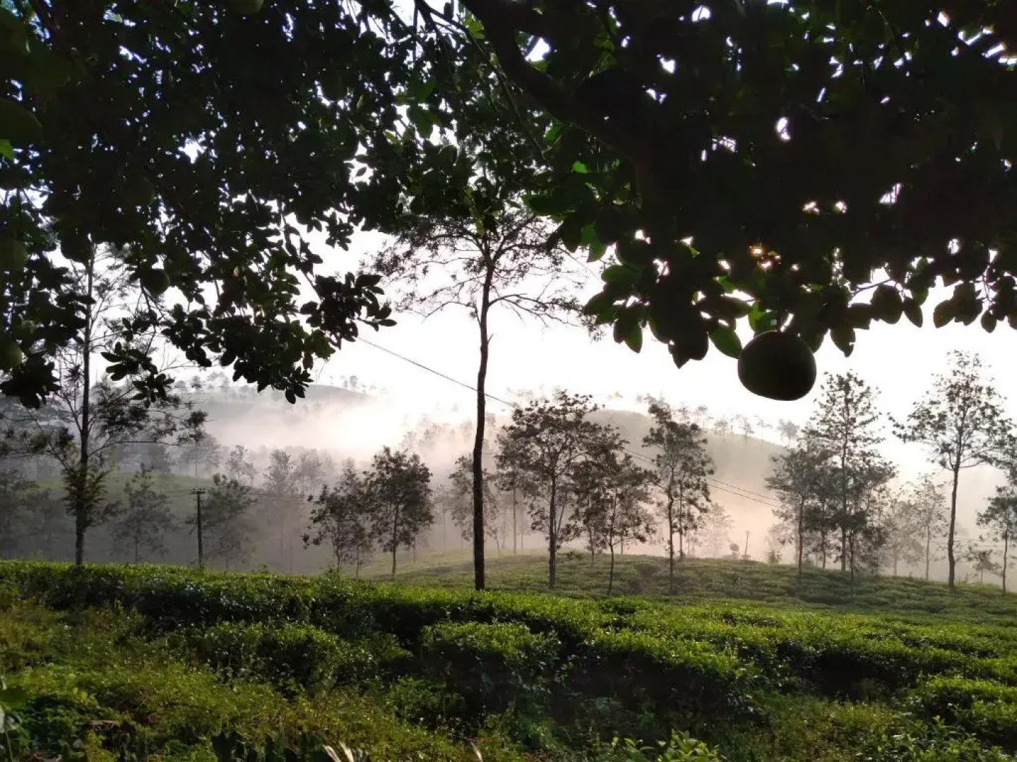 Tea tours Ripon Heritage Bungalow