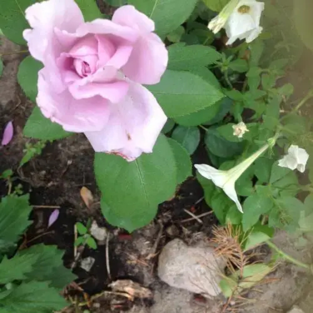 Гостиница на Руднева