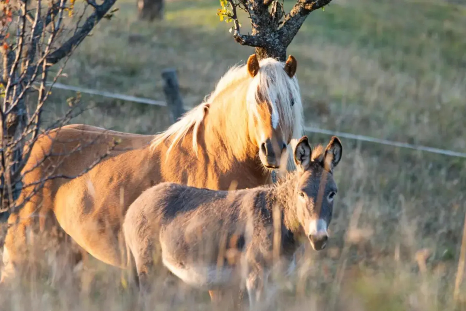 Potcoava Mountain Hideaway