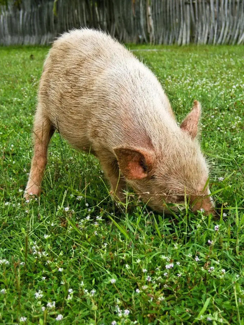 Surf Rote @ Boa Hills Surf House