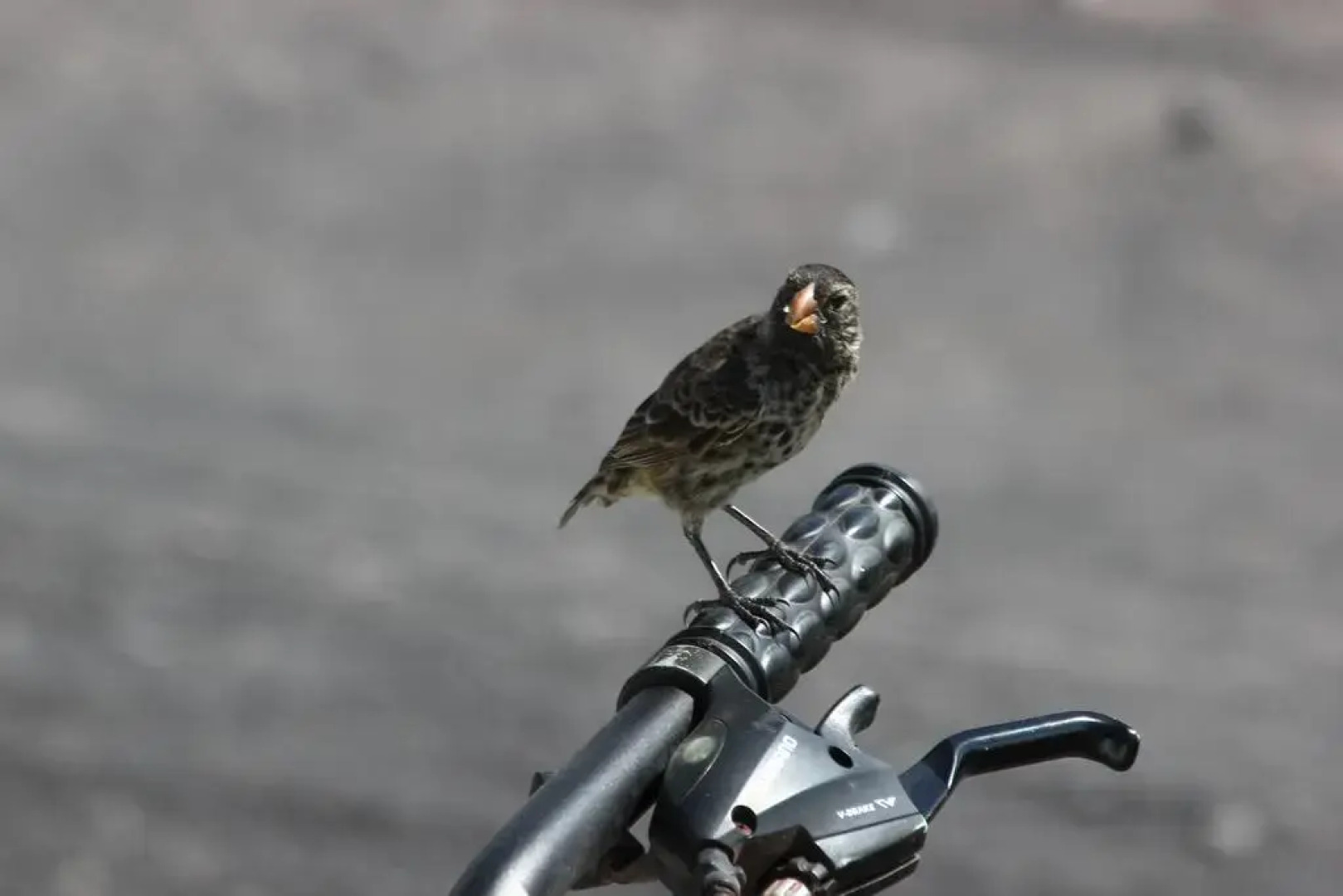 Lava Lizard Guesthouse