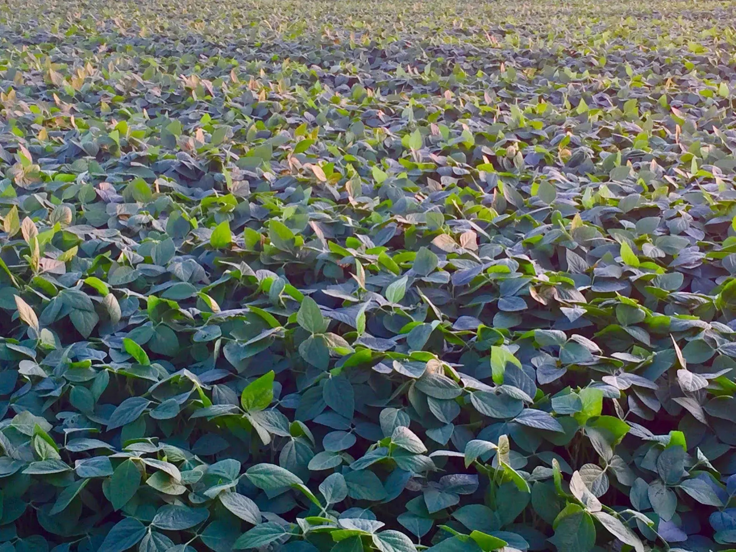 Serenity Ranch Bed & Breakfast