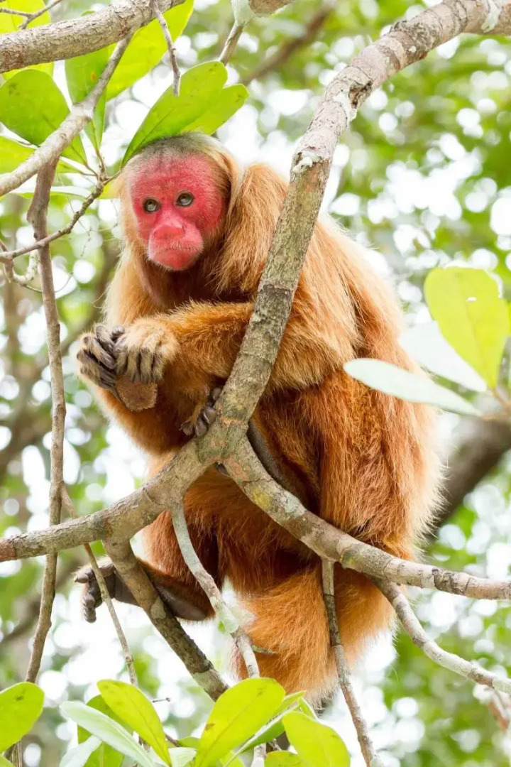 Amazon Ecopark Jungle Lodge