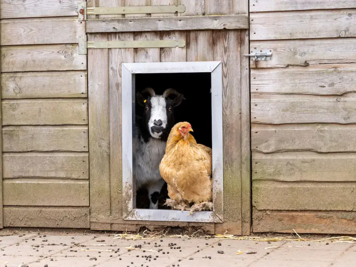 Bungalow in Veluwe Near Harderwijk