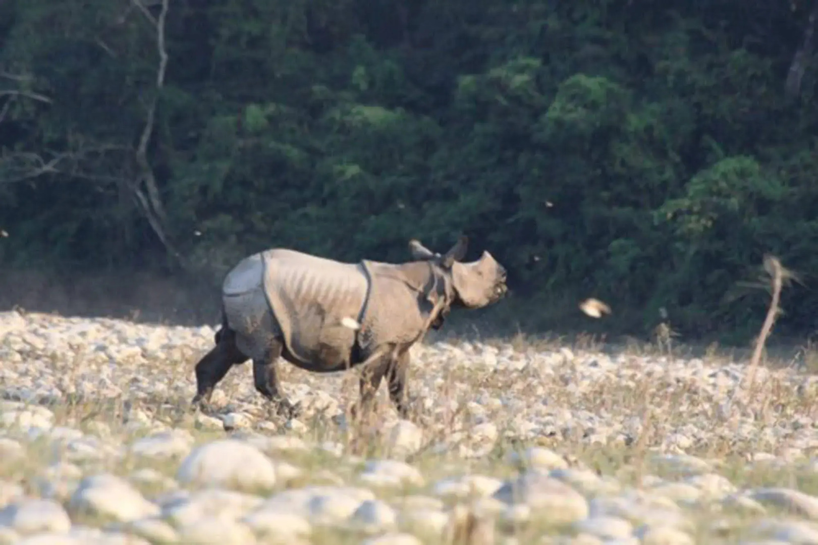 Tiger Tops Tharu Lodge