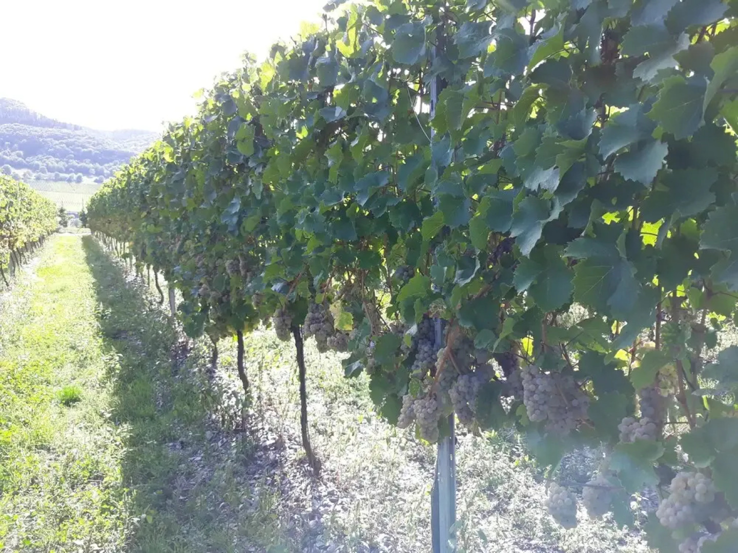 Weingut & Gästehaus Kaufmann-Schneider