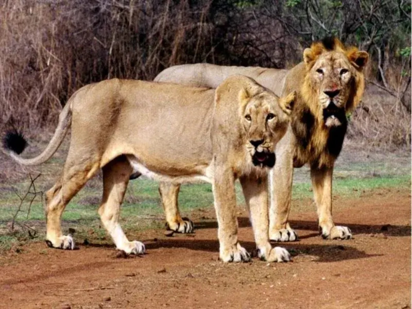 Sukh Sagar Gir Resort