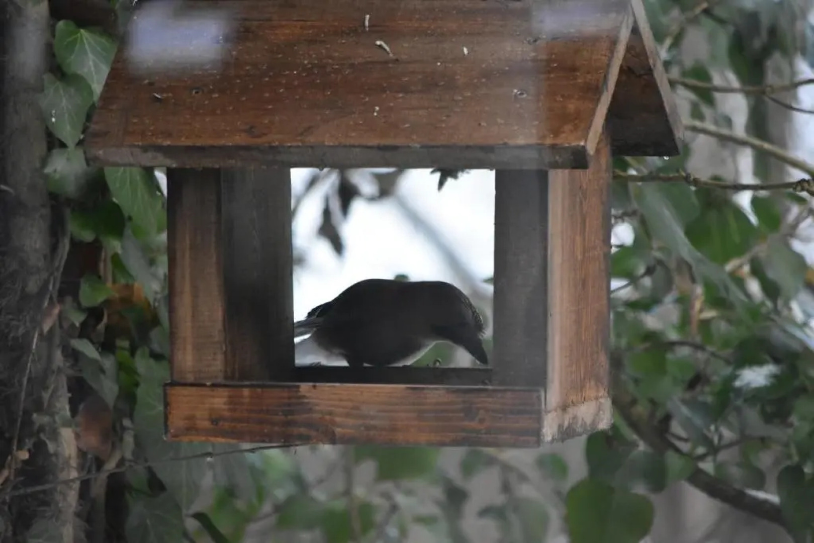 Csodaszarvas Vendégház