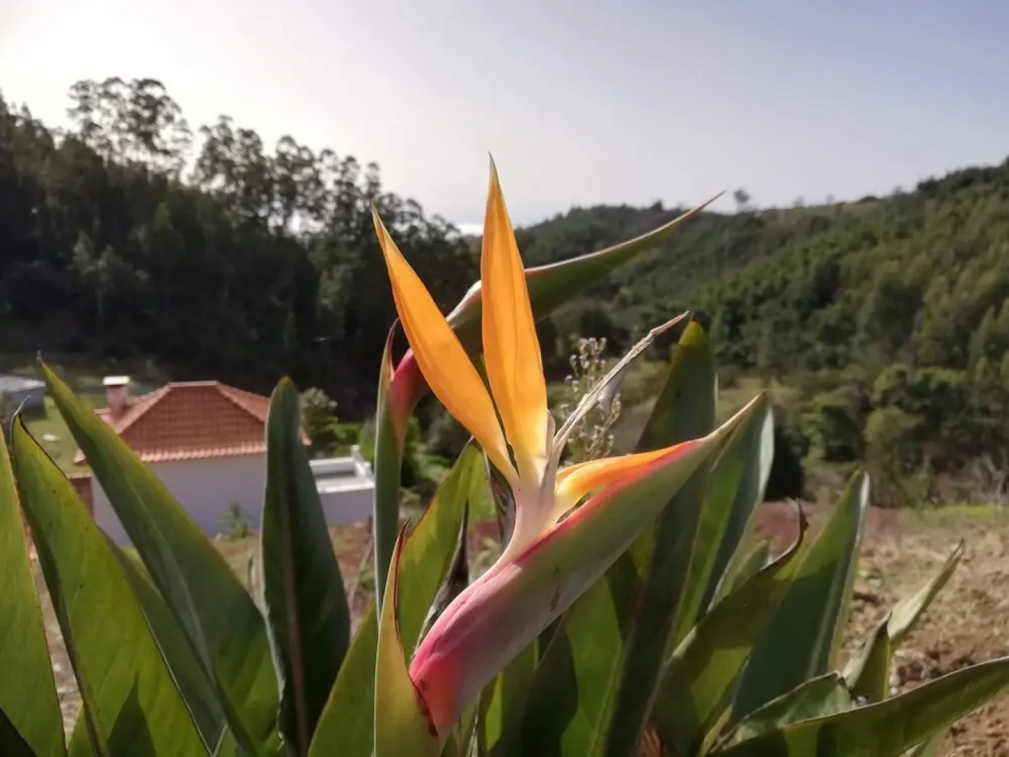 House With one Bedroom in Camacha, With Wonderful Mountain View, Enclo