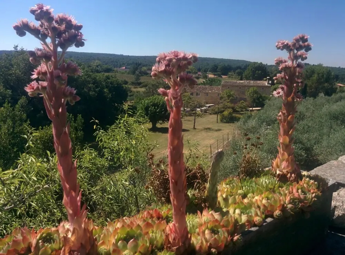 Maison de Dame Tartine