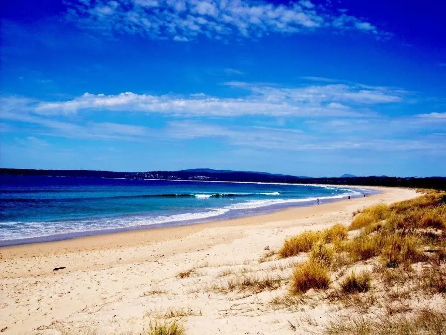 Beachcomber Pet Friendly