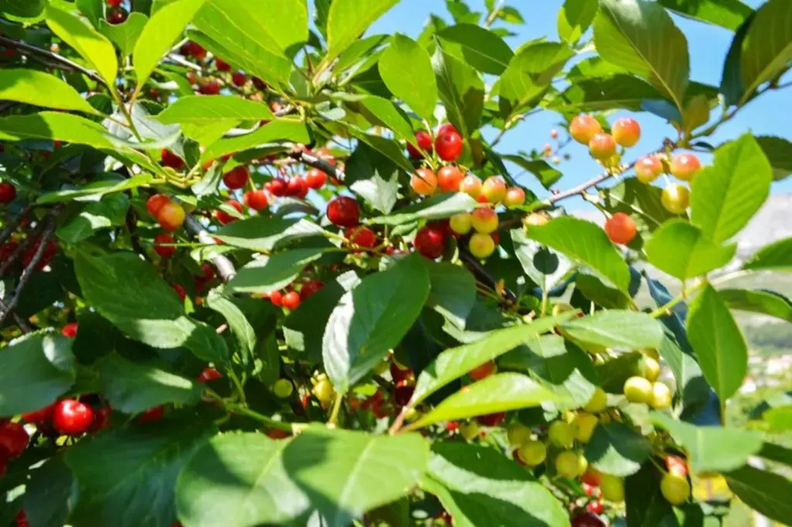 Apartment with 2 bedrooms in Klis with wonderful mountain view furnished balcony and WiFi 10 km from the beach