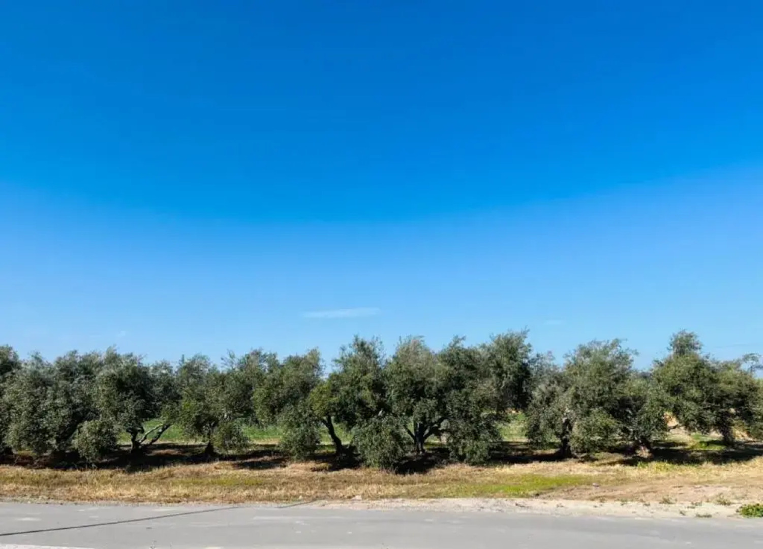 Mermaid Holiday Apartments