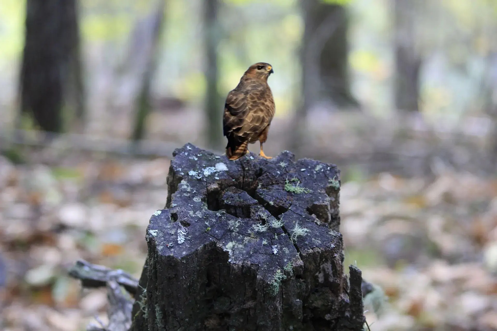 Residencial Martinho