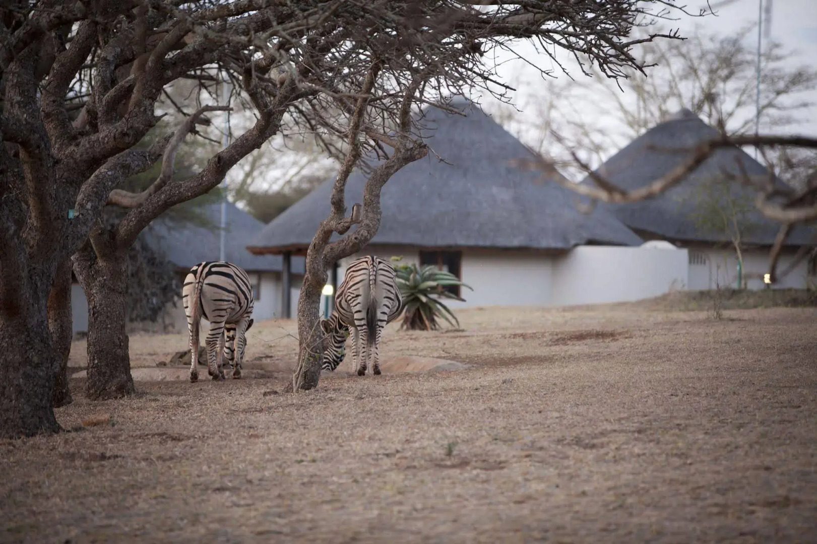 Ubizane Wildlife Reserve
