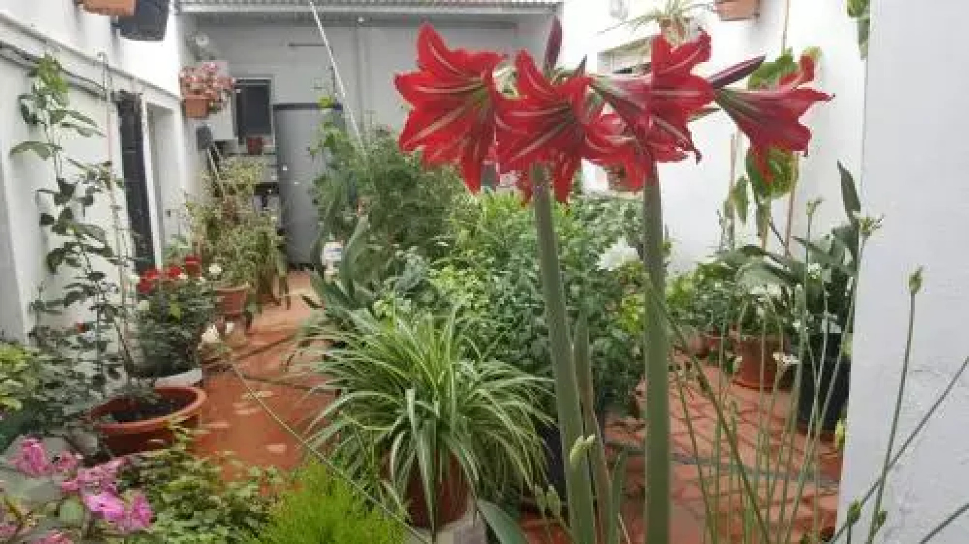 Pensión Algarrobeña