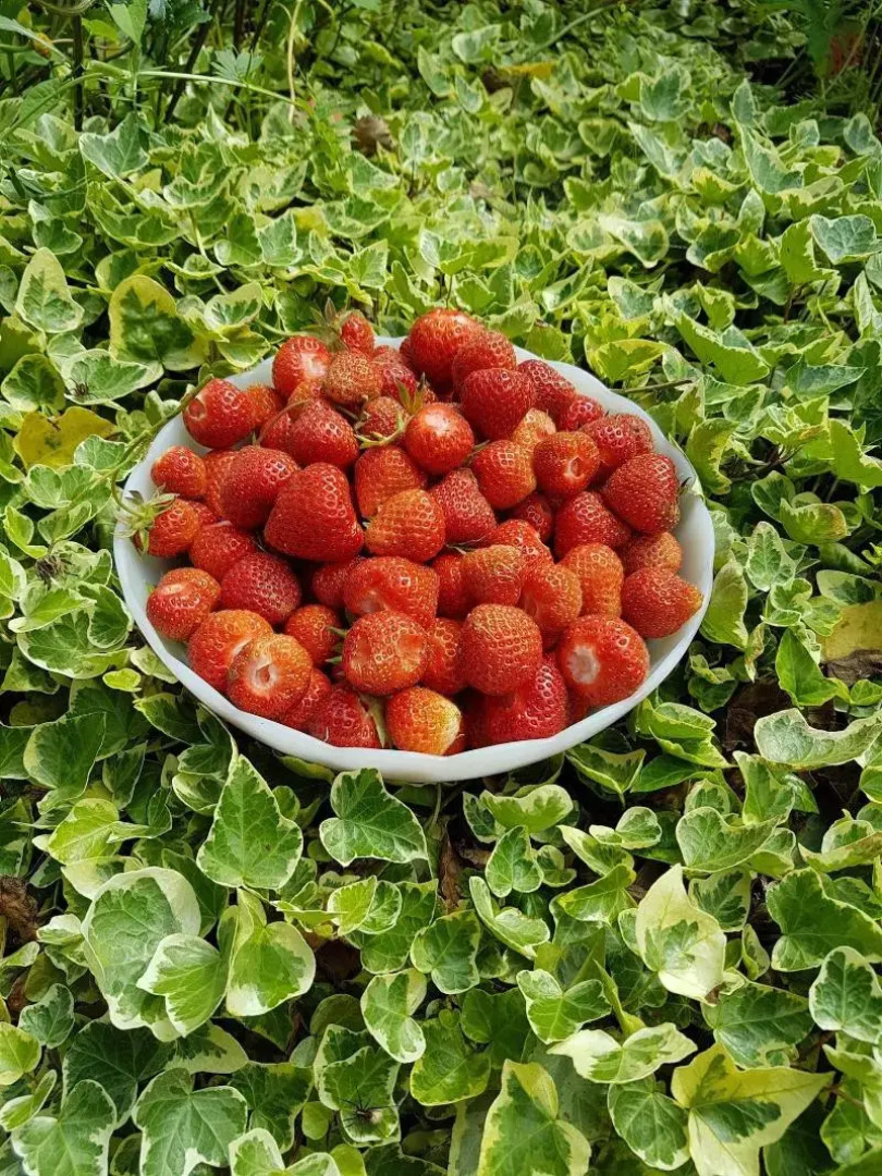 Le jardin de Saint Jean