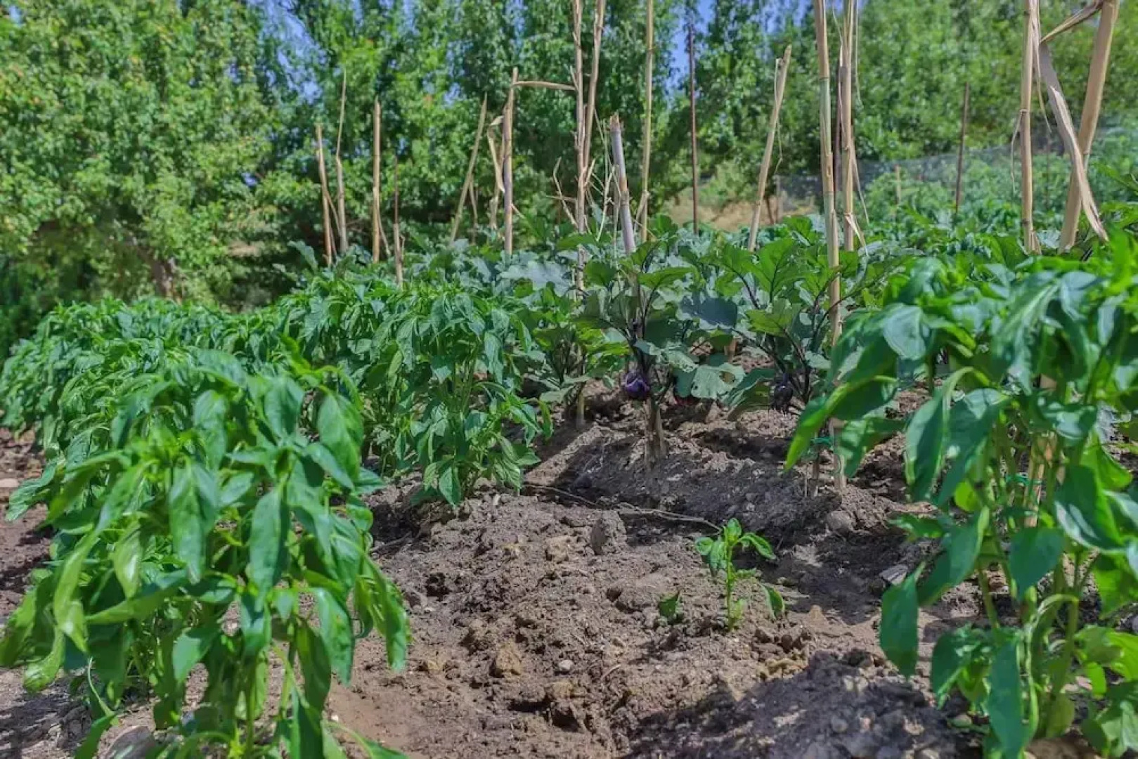 Agriturismo Al Lago Verde