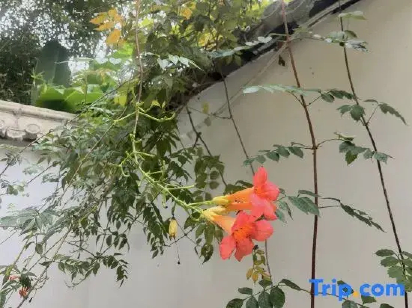 Yichun Xiyuan Linshe Homestay