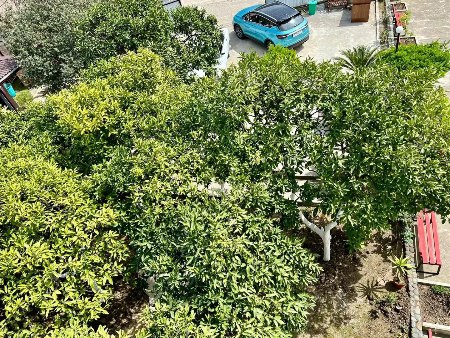 Стрелец (Цандрипш)