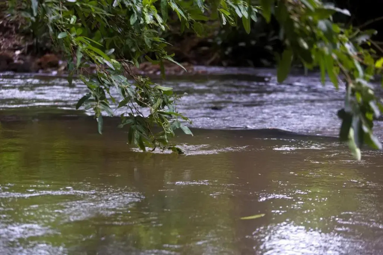 mastodon valley safari resort