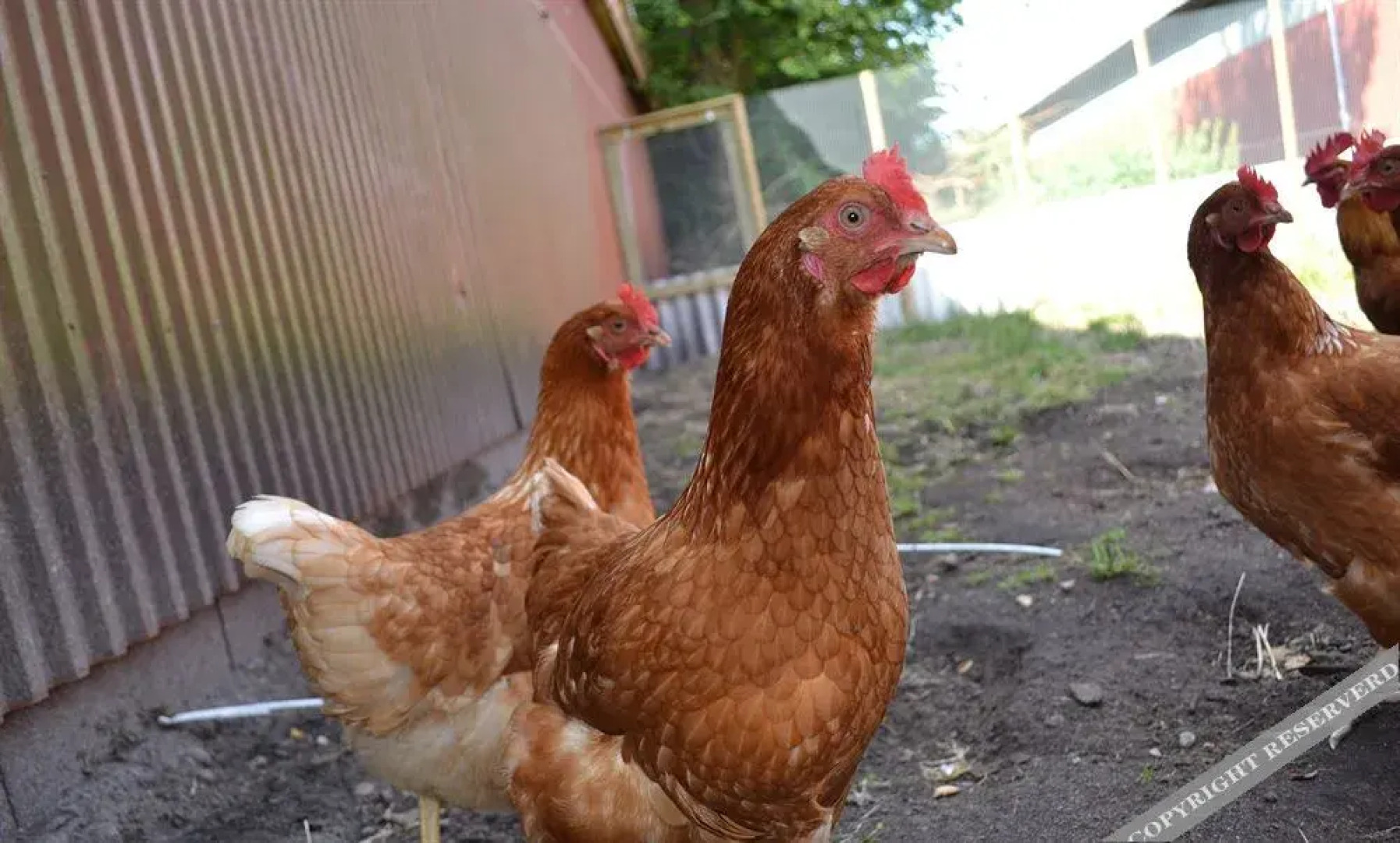 Bed and Breakfast Tistrup