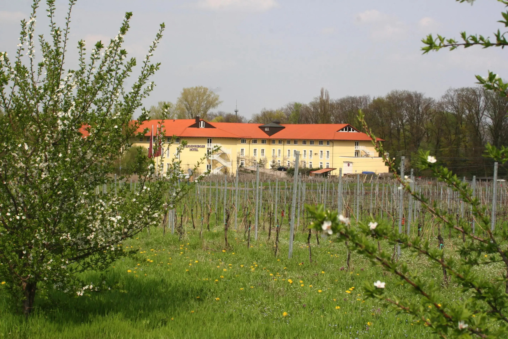 Steigenberger Hotel Deidesheim