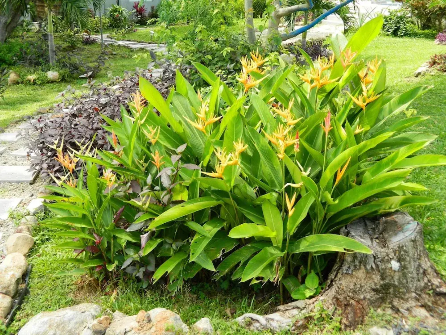 Dlaaya Luxury Villas