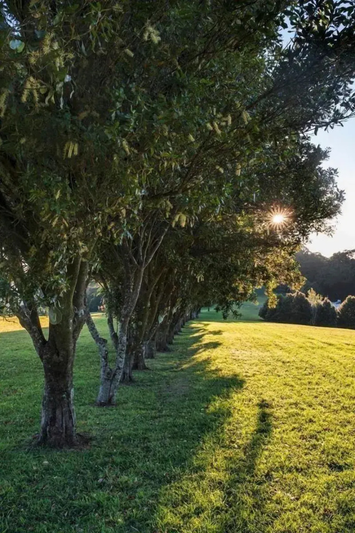 Tailwaggers Rainforest Retreat