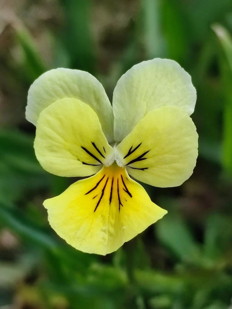 Your Stay in Kelmis - La Calamine- Cosy apartment in the Ardennes -Three-country point