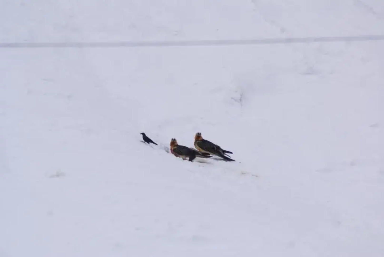 Albergo Boule de Neige